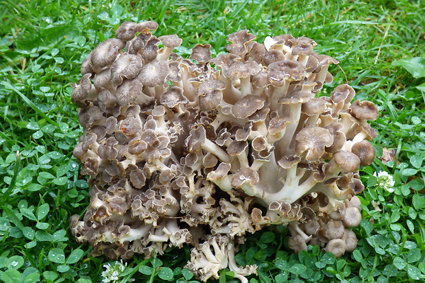 trúdnik klobúčkatý Polyporus umbellatus (Pers.) Fr.