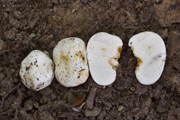 plávkovec biely Russula candida (Tul. & C. Tul.) J.M. Vidal