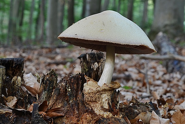 pošvovec stromový Volvariella bombycina (Schaeff.) Singer