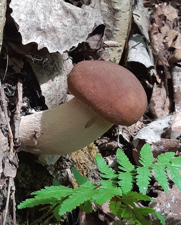 hríb dubový Boletus reticulatus Schaeff.