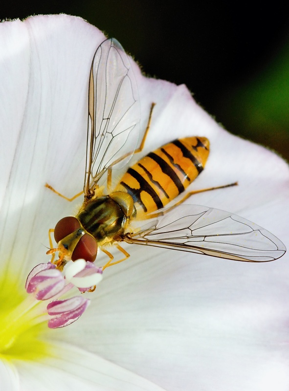 pestrica pruhovaná Episyrphus balteatus