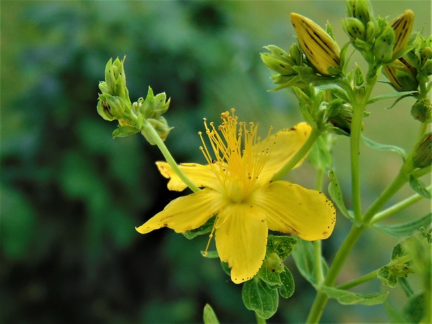 ľubovník bodkovaný Hypericum perforatum L.