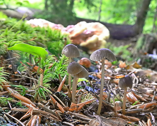 prilbička Mycena sp.