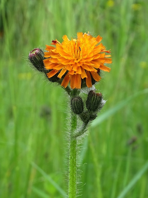 chlpánik oranžový Pilosella aurantiaca (L.) F. W. Schultz et Sch. Bip.