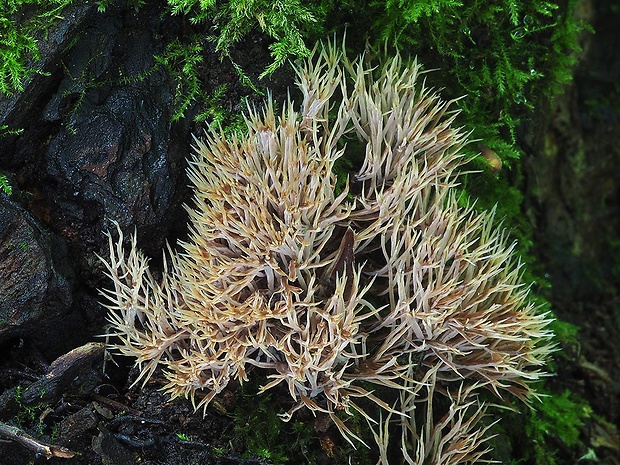 štetinačka bledookrová Pterula multifida (Chevall.) Fr.