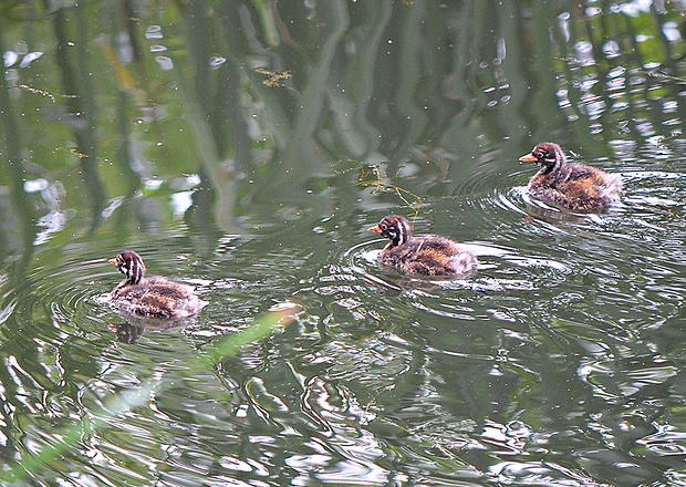 potápka malá Tachybaptus ruficollis L.