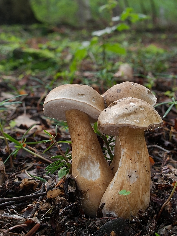 podhríb žlčový Tylopilus felleus (Bull.) P. Karst.