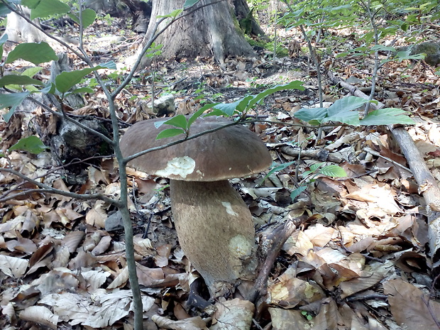 hríb dubový Boletus reticulatus Schaeff.