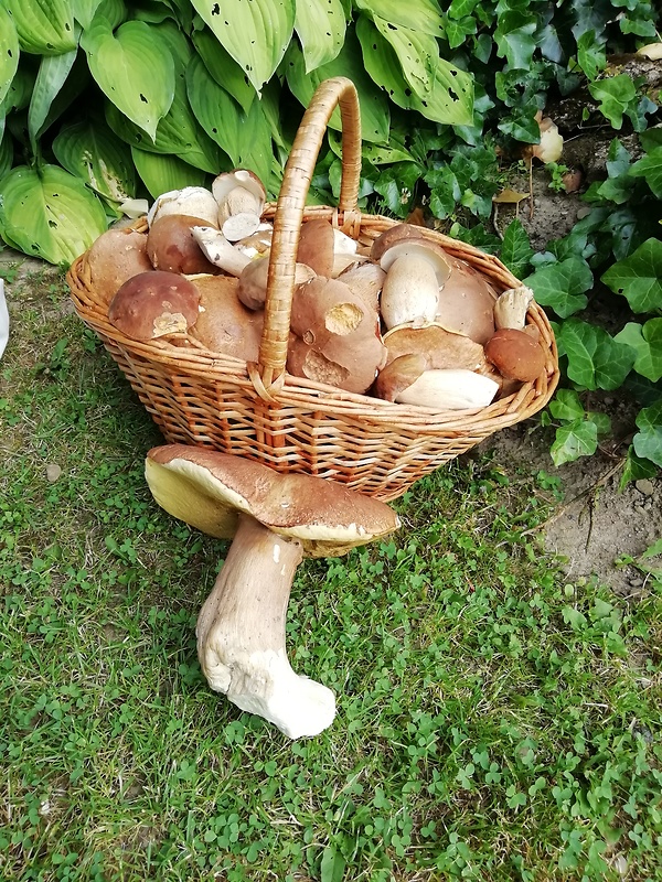 hríb dubový Boletus reticulatus Schaeff.