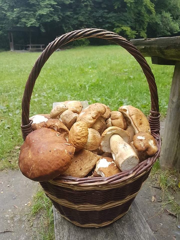 hríb dubový Boletus reticulatus Schaeff.