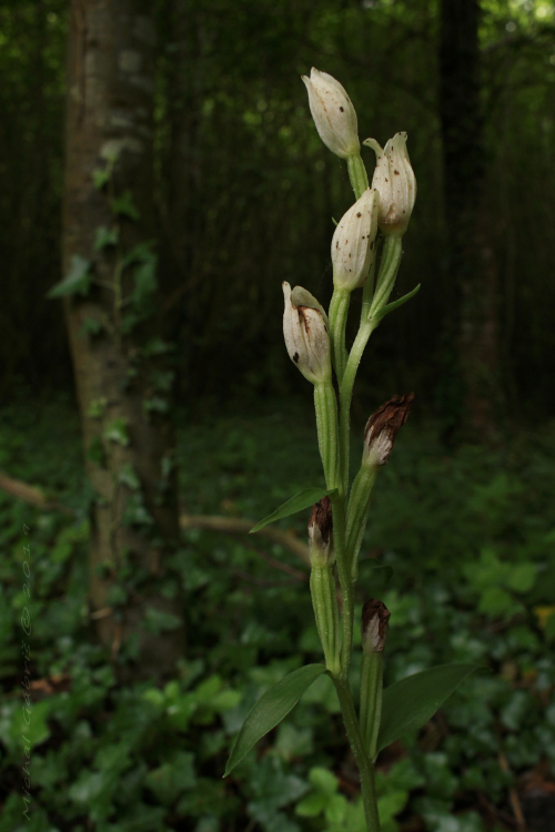 prilbovka biela Cephalanthera damasonium (Mill.) Druce