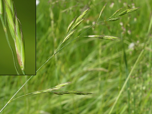 kostrava červená Festuca rubra L.