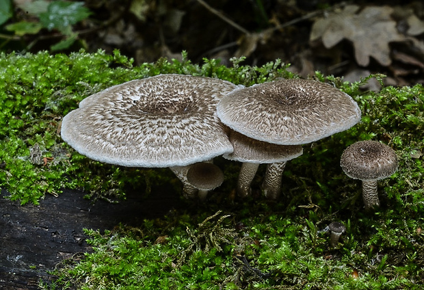 húževnatec tigrovaný Lentinus tigrinus (Bull.) Fr.