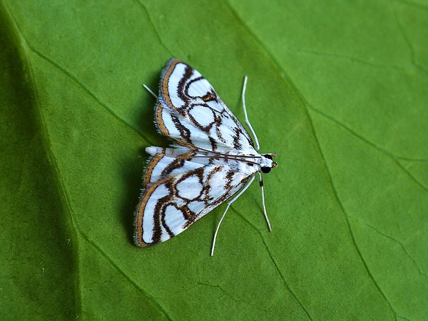 vijačka Nymphula nitidulata