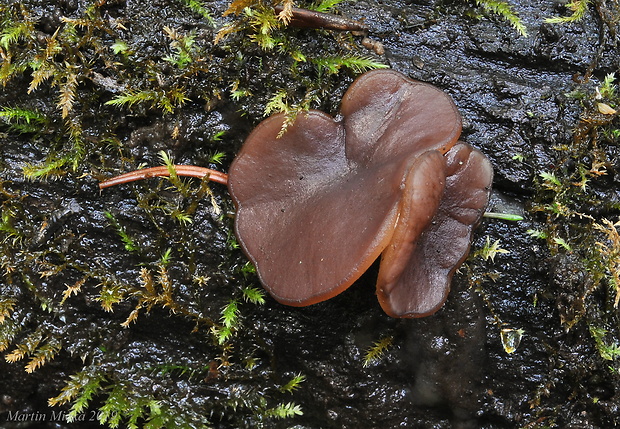 hrubatka fialovočierna Pachyella violaceonigra (Rehm) Pfister