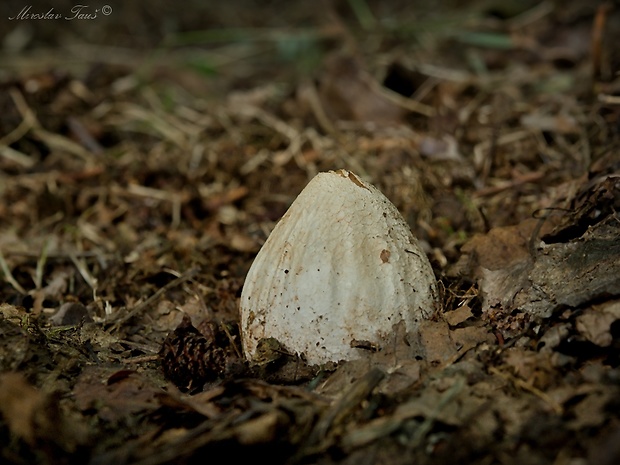 hadovka smradľavá Phallus impudicus L.