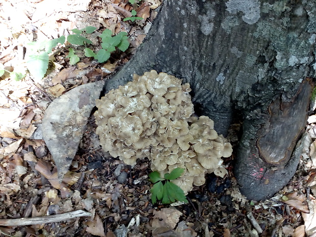 trúdnik klobúčkatý Polyporus umbellatus (Pers.) Fr.