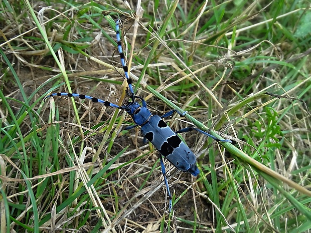 fuzáč alpský Rosalia alpina