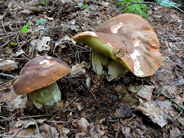 hríb smrekový Boletus edulis Bull.