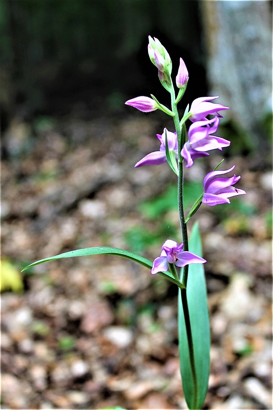 prilbovka červená Cephalanthera rubra (L.) Rich.