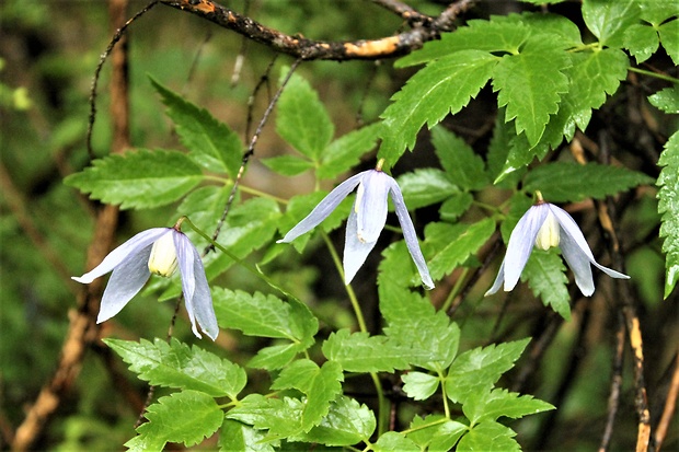 plamienok alpínsky Clematis alpina (L.) Mill.