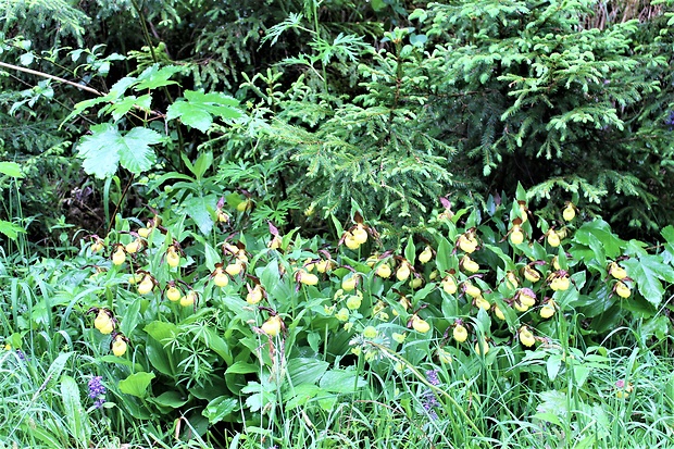 črievičník papučkový Cypripedium calceolus L.