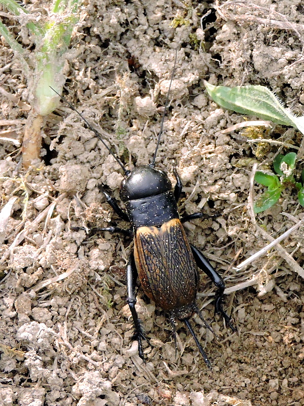 svrček poľný  Gryllus campestris  Linnaeus, 1758