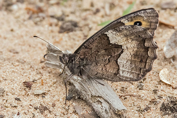 očkáň bielopásy  Hipparchia alcyone