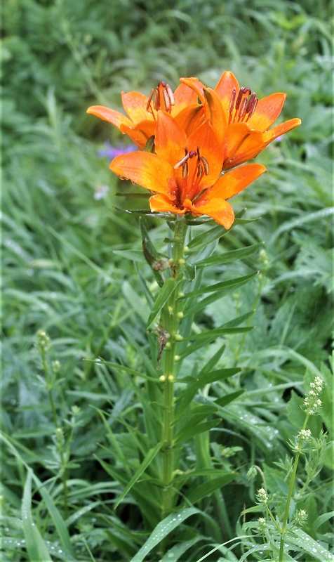 ľalia cibuľkonosná Lilium bulbiferum L.