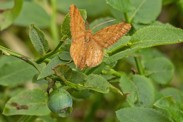 - Macaria brunneata