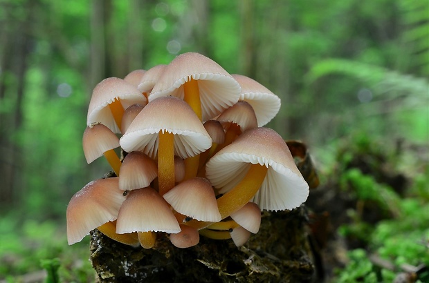 prilbička žltohlúbiková Mycena renati Quél.