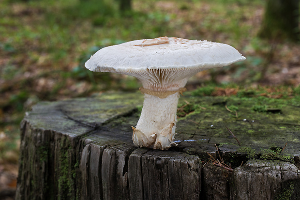 húževnatec šupinatý Neolentinus lepideus (Fr.) Redhead & Ginns