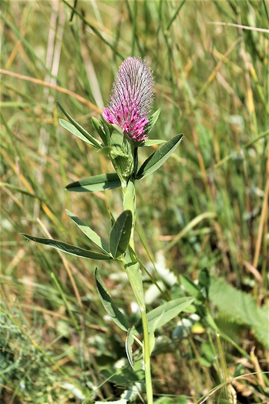 ďatelina Trifolium sp.