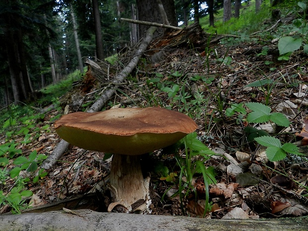 hríb smrekový Boletus edulis Bull.