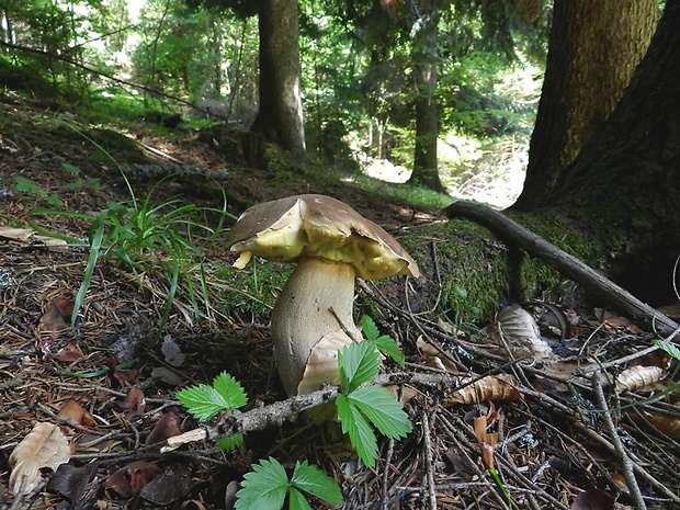 hríb smrekový Boletus edulis Bull.