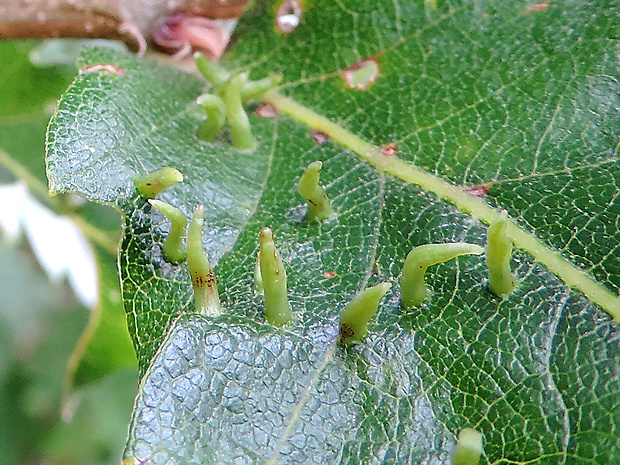 plodomor / plodomorka Contarinia subulifex Kieffer, 1897