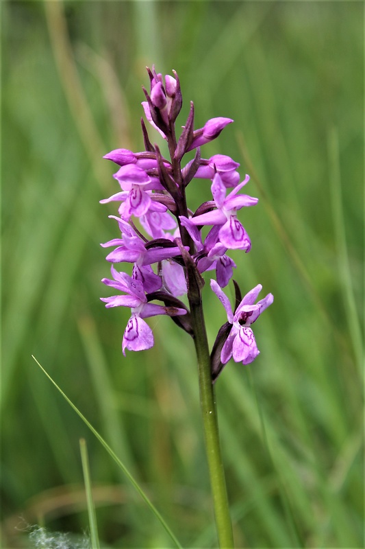 vstavačovec český Dactylorhiza bohemica