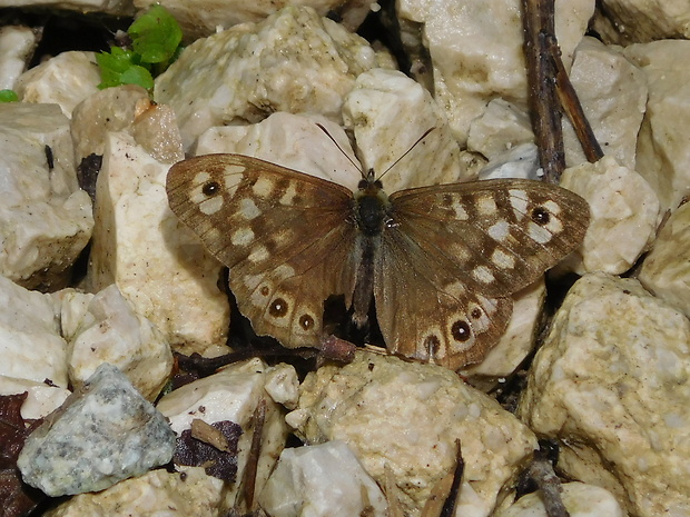 očkáň pýrový Dira aegeria (Linnaeus, 1758)