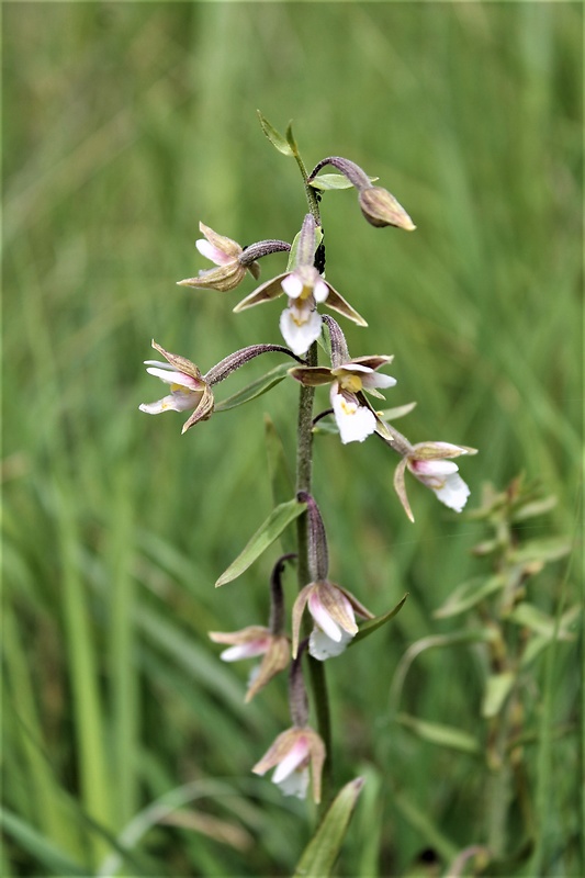 kruštík močiarny Epipactis palustris (L.) Crantz