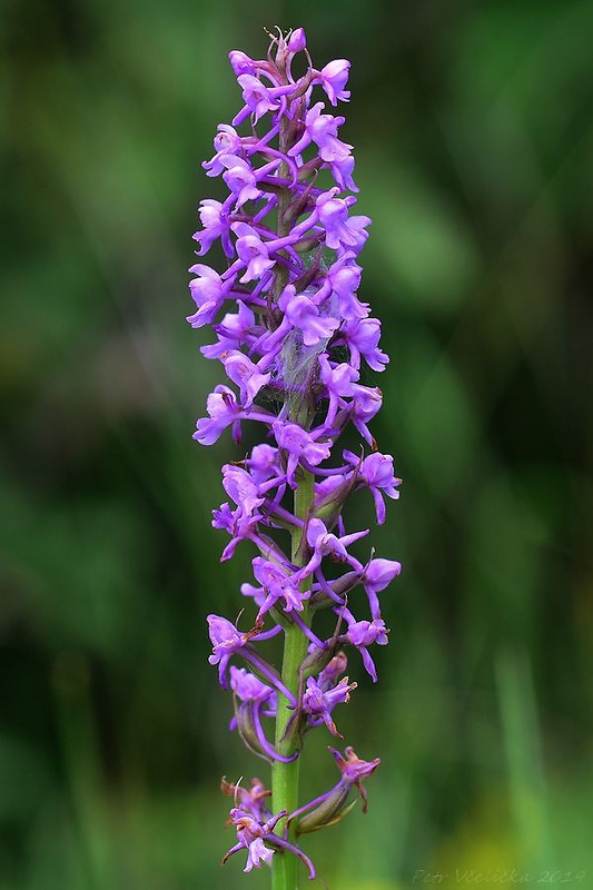 päťprstnica Gymnadenia sp.