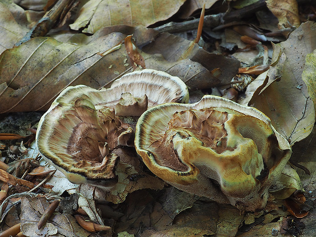 korkovec zrastený Phellodon confluens (Pers.) Pouzar