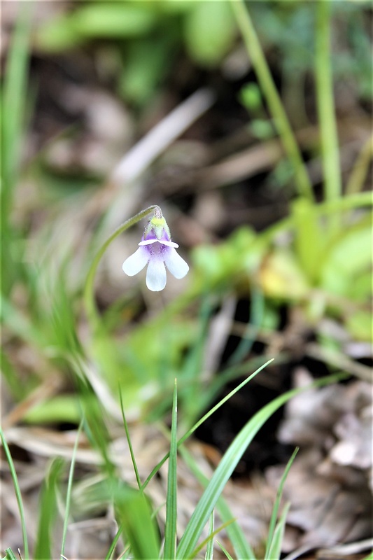 tučnica česká Pinquicula bohemica