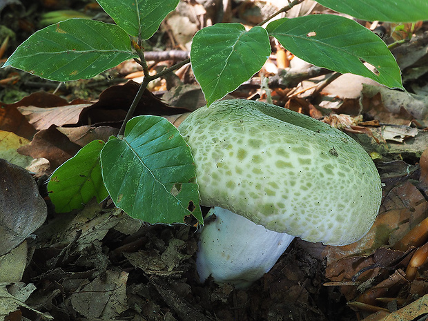 plávka zelenkastá Russula virescens (Schaeff.) Fr.