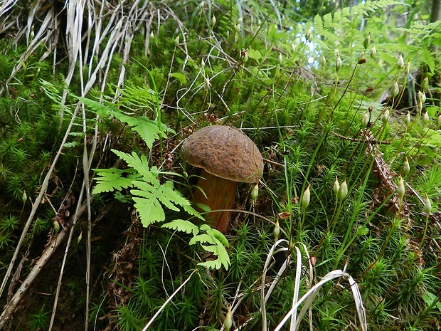 hríb zrnitohlúbikový Sutorius luridiformis (Rostk.) G. Wu & Zhu L. Yang