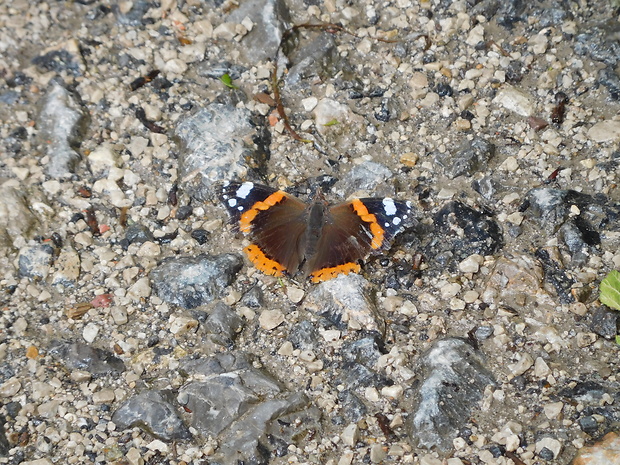 babôčka admirálska Vanessa atalanta  (Linnaeus, 1758)