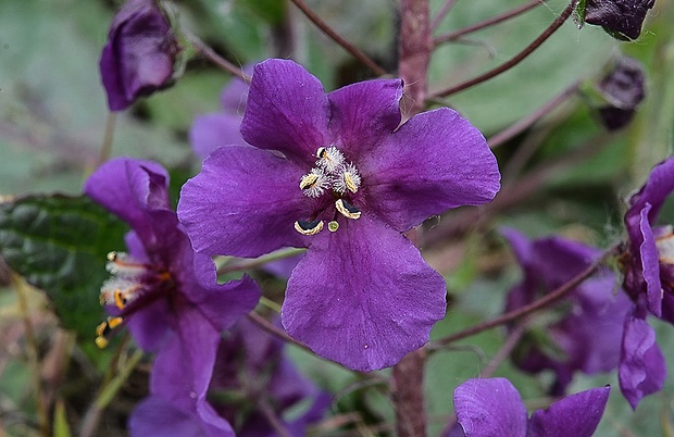 divozel tmavočervený Verbascum phoeniceum L.