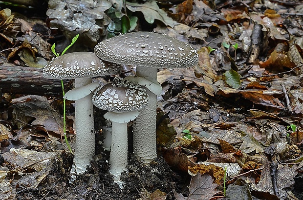 muchotrávka hrubá Amanita excelsa (Fr.) Bertill.