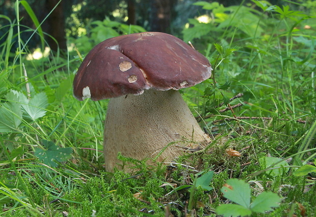 hríb dubový Boletus reticulatus Schaeff.