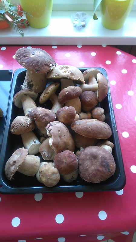 hríb dubový Boletus reticulatus Schaeff.