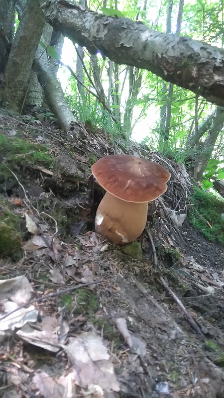 hríb dubový Boletus reticulatus Schaeff.